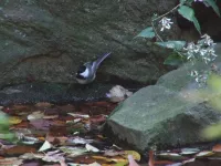 Amerikaanse matkop [Poecile atricapillus]